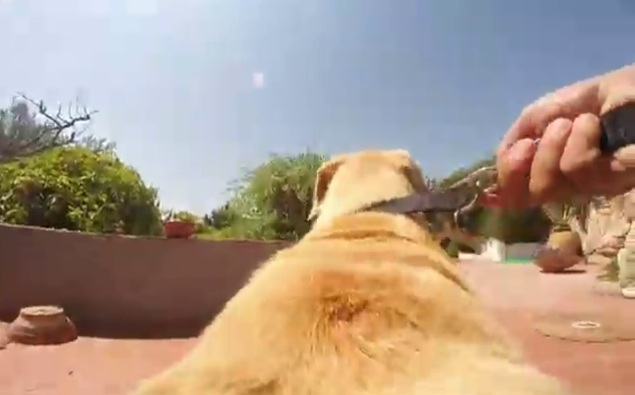 Run Walter, Run! 36secs of pure doggy freedom!