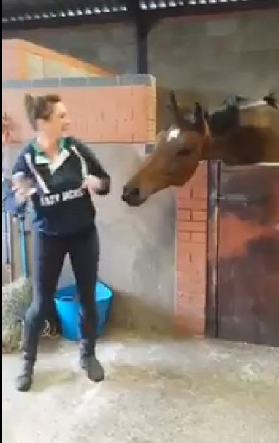 All about that Horse...