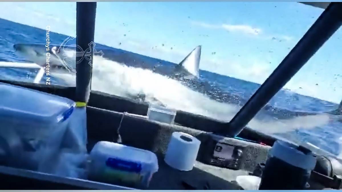 Watch the wild moment a mako shark jumps onto Coromandel charter boat