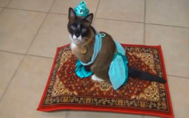 Cat Dresses As Princess Jasmine, Rides Magic Carpet-Roomba.