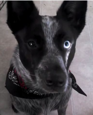 The best trick to teach your dog!