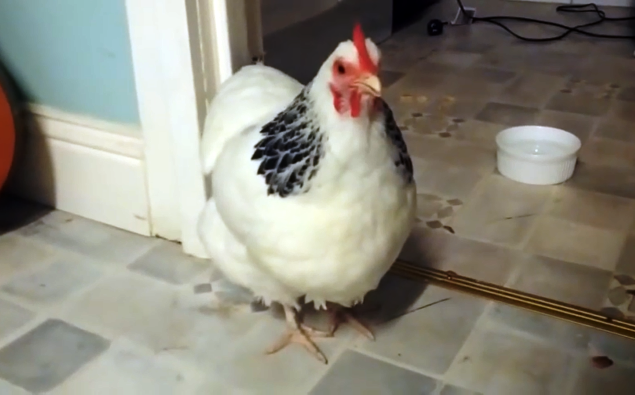 Ever seen a Chicken sneeze?