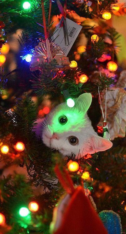 Cats Living In Christmas Tree Bliss