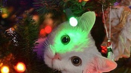 Cats Living In Christmas Tree Bliss