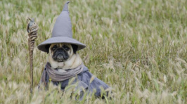 Adorable Pug Costumes