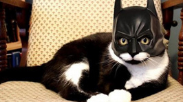 Supercats to the Rescue!