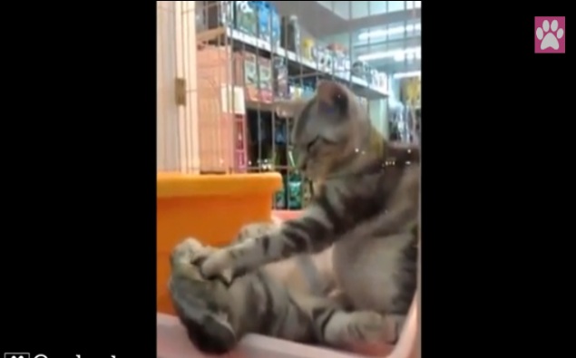 Kitty Massage!!