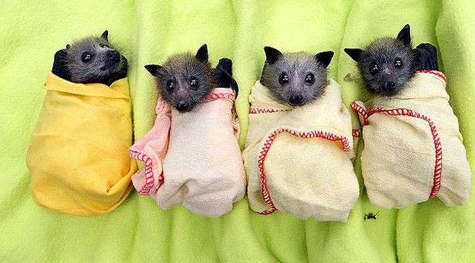 Cute Animal Burritos