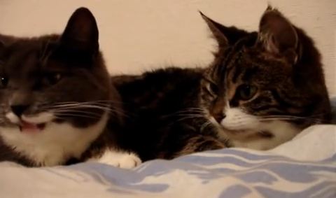 CUTE ALERT! Wonder what these guys are chatting about!