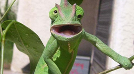 Animals Caught Making Ridiculous Faces