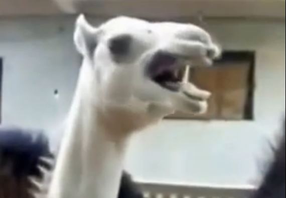 Camel that laughs like Peter Griffin...