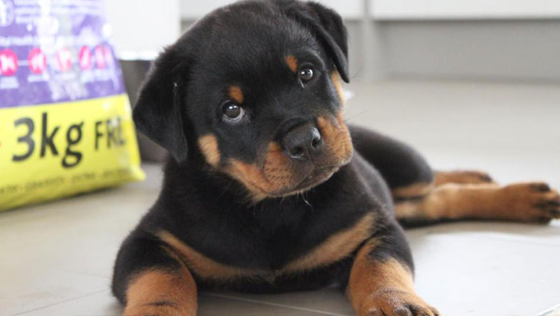 Cutest Pet Top 10 Photos