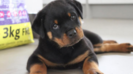 Cutest Pet Top 10 Photos