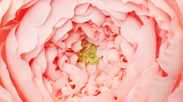 Super Realistic Giant Paper Flowers