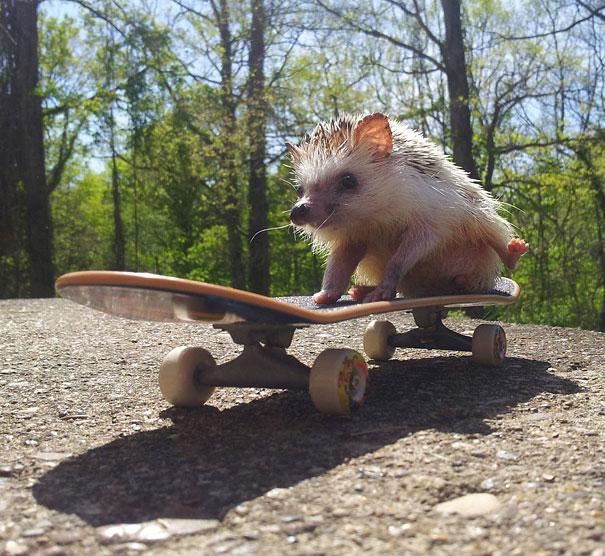 Animals Pretending to be Human