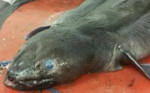 Giant 49kg Eel Caught