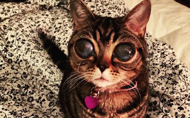 Meet The 'Alien Cat' Who Has Thousands Of Instagram Followers