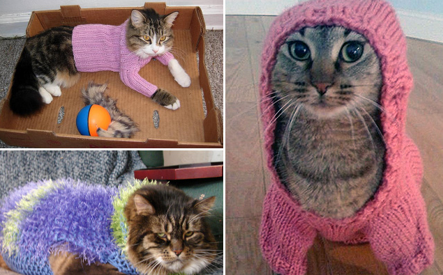 Cats In Sweaters!