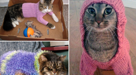 Cats In Sweaters!