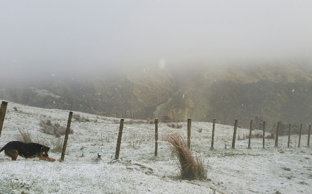 PHOTOS- Snow In Gisborne