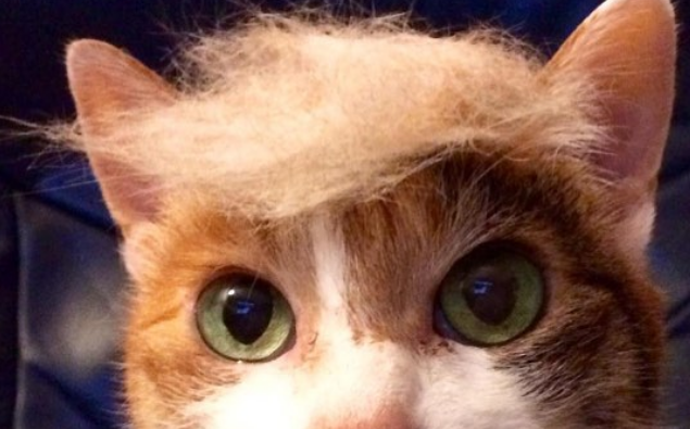 The Best New Internet Trend Is Cats Impersonating Donald Trump