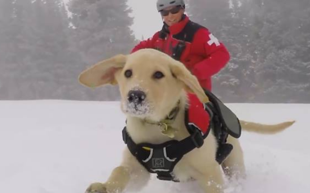 Photos That Make Dogs Look Like Giants
