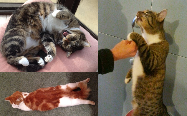 Your Adorable Snapcat Photos!