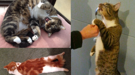 Your Adorable Snapcat Photos!