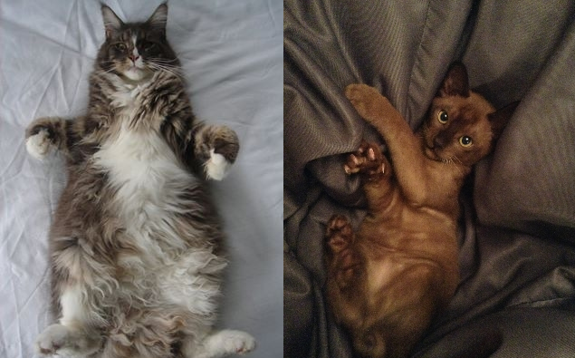 More Of Your Purrrfect Snapcat Photos