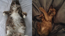 More Of Your Purrrfect Snapcat Photos