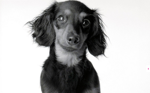 These Aging Dog Pics Will Pull At Your Heartstrings