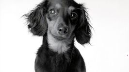 These Aging Dog Pics Will Pull At Your Heartstrings