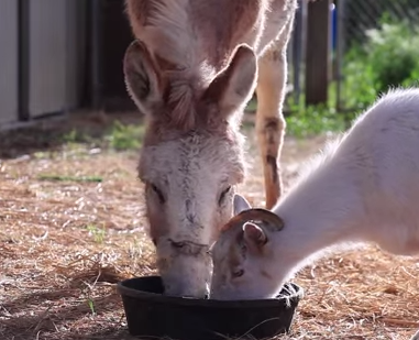 Everyone needs a Donkey