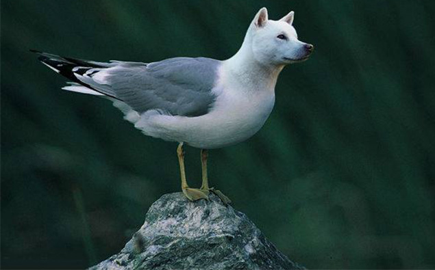 Dogs Morphed With Birds Is Hilariously Cool