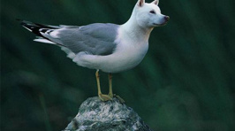 Dogs Morphed With Birds Is Hilariously Cool