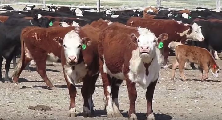 Someone Has Autotuned A Whole Lot Of Cows Mooing