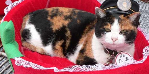 Six Of The Best Destinations For Cat Lovers