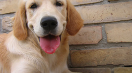 The Guide To Doggy Body Language And What They REALLY Mean