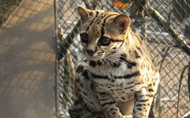 The Most Unusual Cat Species