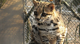 The Most Unusual Cat Species