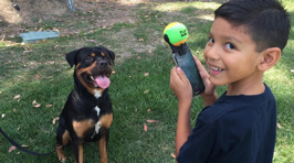 Innovative Phone Accessory That Will Make Your Dog Pose For A Selfie