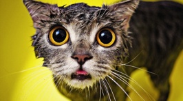 The Internet's Favourite Animal (With Added Water)
