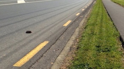Possum tails have been found scattered on the roads from West Auckland to Whangarei this weekend.
