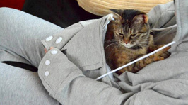 Genius New Hoodie Allows You To Wear Your Cat Wherever You Go