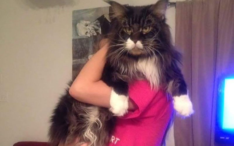 These Maine Coon Cats Will Make Your Cat Look Tiny