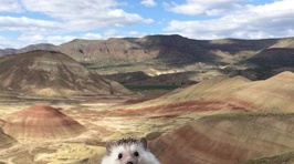 Meet Biddy the Travelling Hedgehog