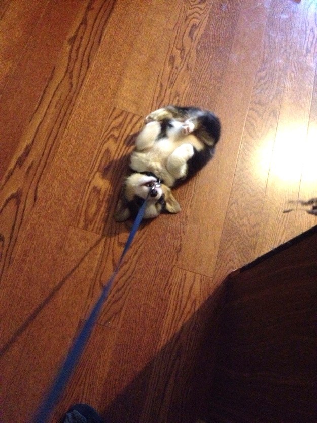 Dogs Who Decided Walk Time was Over