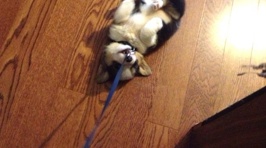 Dogs Who Decided Walk Time was Over