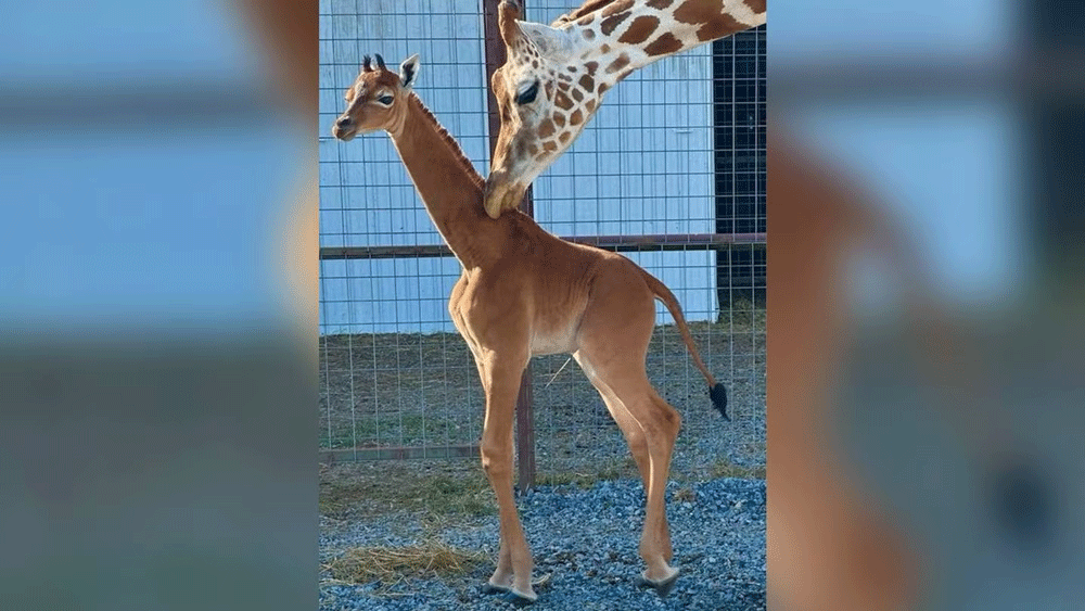 Incredibly rare baby giraffe has just been born without spots at US zoo