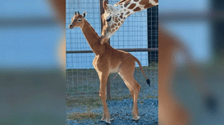 The as yet unnamed brown giraffe was born in a Tennessee zoo on July 31. Photo / Brights Zoo